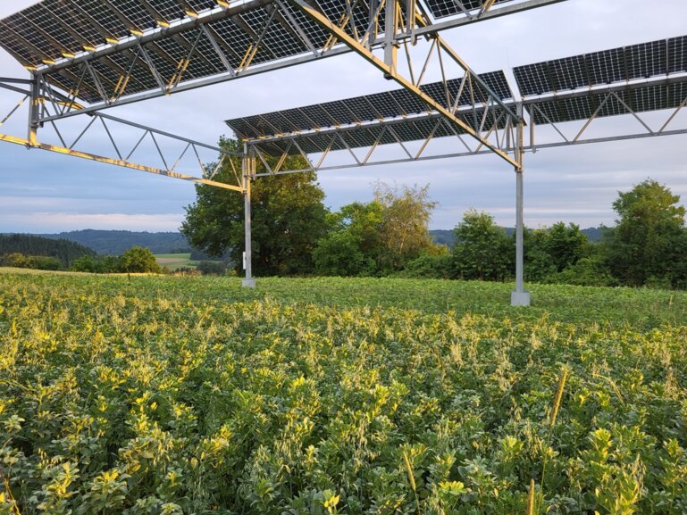 Hafer-Ackerbohnengemenge unter Solarmodulen, Foto: Mareike Jäger, ZHAW.