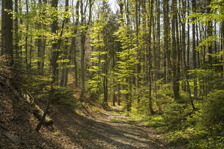 Einblick in den Schweizer Wald.